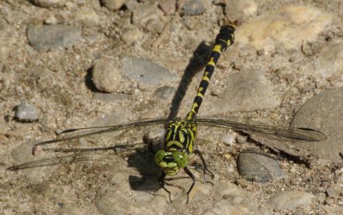 Réf. 23 306 : Onychogomphus forcipatus