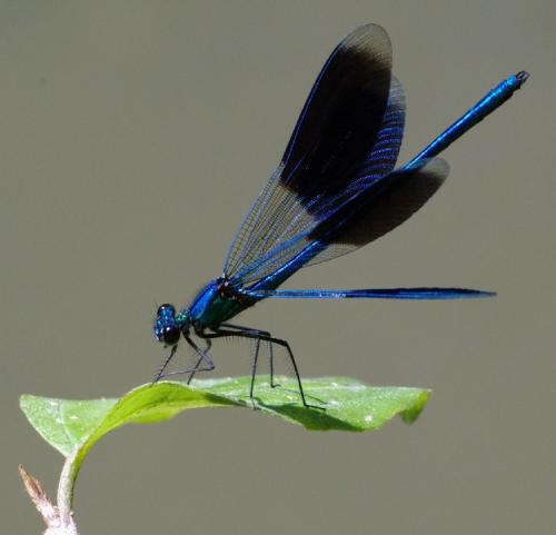 Calopteryx splendens