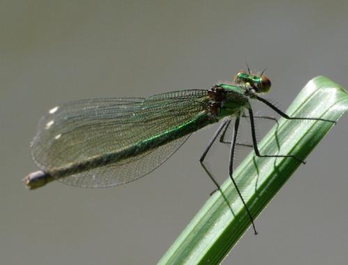 Calopteryx splendens