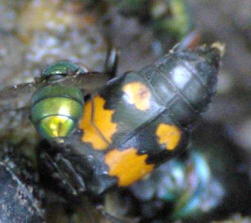 Réf. 23 692 : Nicrophorus sp.