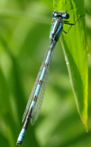 Enallagma cyathigerum