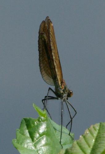 Réf. 23 747 : Calopteryx virgo