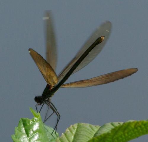 Réf. 23 748 : Calopteryx virgo