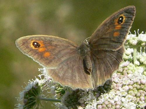 Maniola jurtina