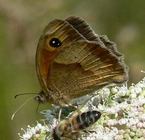 Maniola jurtina