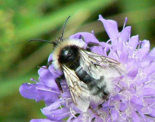 Bombus sp.