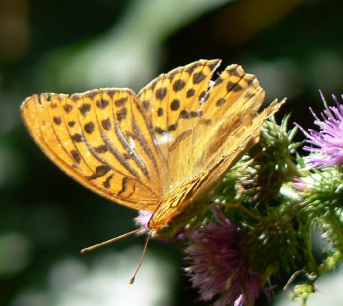 Réf. 23 166 : Argynnis paphia