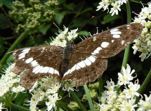 Réf. 23 165 : Limenitis camilla