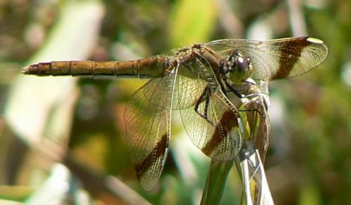 Réf. 23 098 : Sympetrum pedemontanum