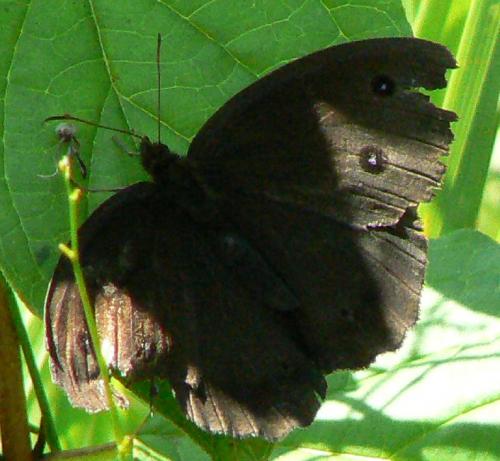 Minois dryas
