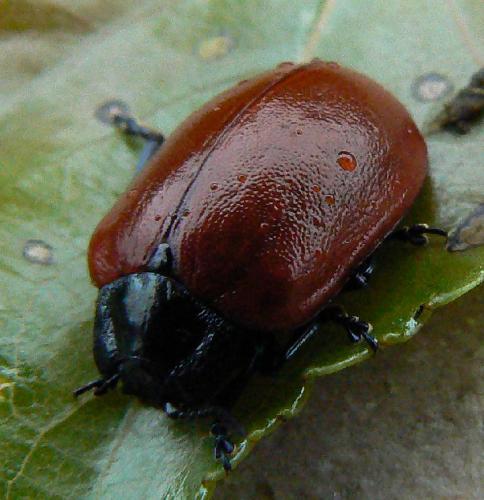 Chrysomela populi