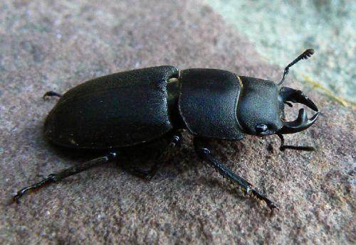Réf. 23 348 : Dorcus parallelipipedus