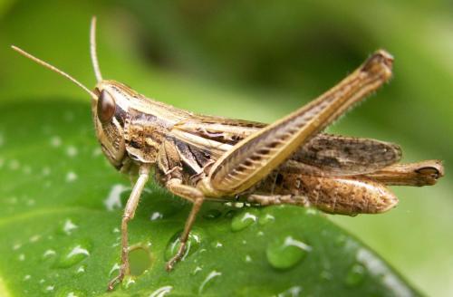 Euchorthippus elegantulus