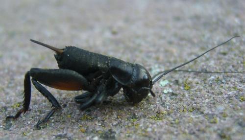 Réf. 23 988 : Gryllus campestris