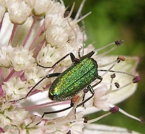 Chrysanthia viridissima