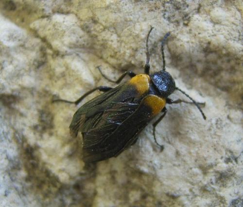 Réf. 23 038 : Sitaris muralis