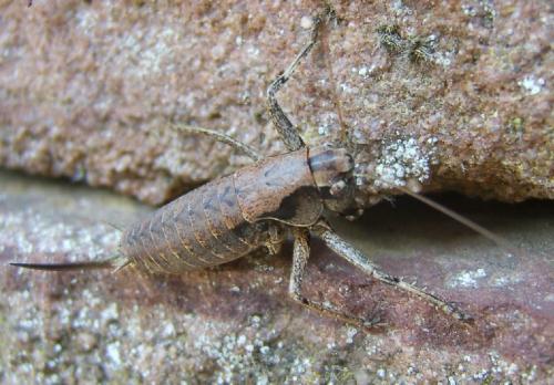 Pholidoptera griseoaptera