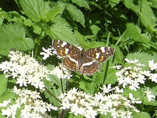 Araschnia levana