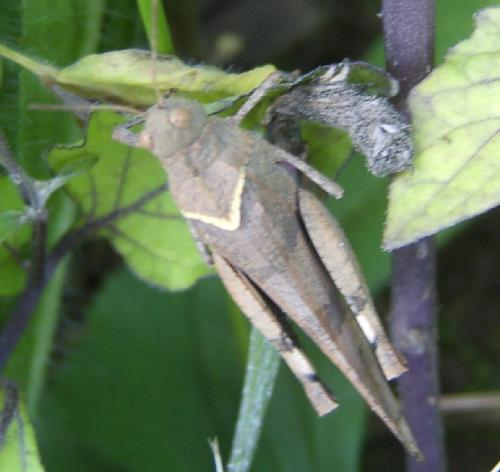 Oedipoda sp.