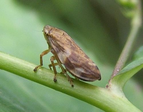 Philaenus spumarius