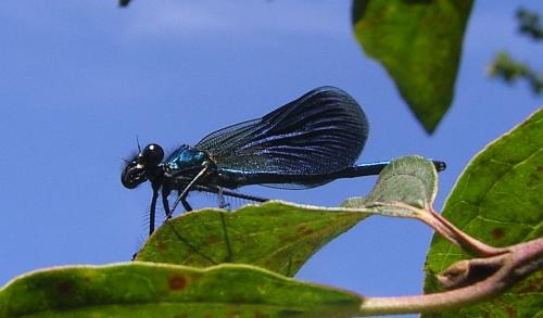 Calopteryx splendens