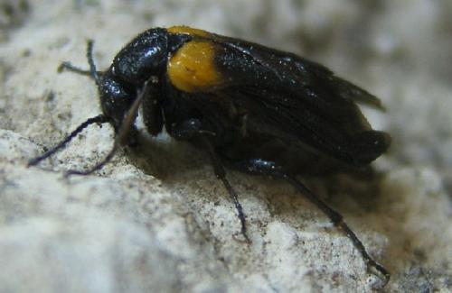 Réf. 23 039 : Sitaris muralis