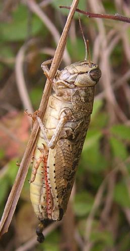 Calliptamus sp.