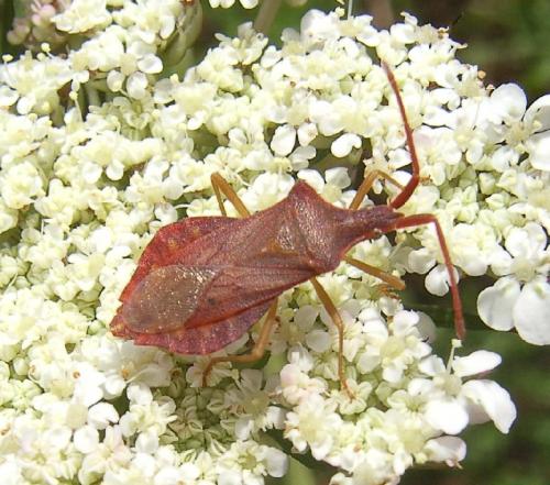 Réf. 23 468 : Haploprocta sulcicornis