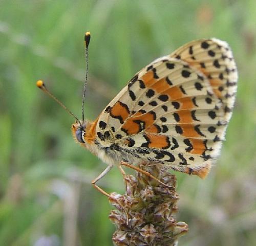 Réf. 23 092 : Melitaea didyma