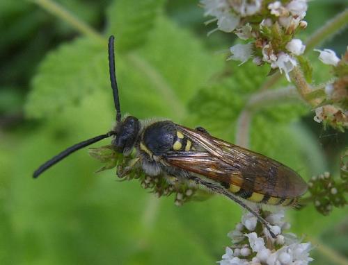 Réf. 23 095 : Colpa sexmaculata