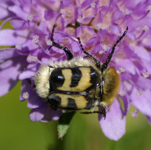 Trichius sp.