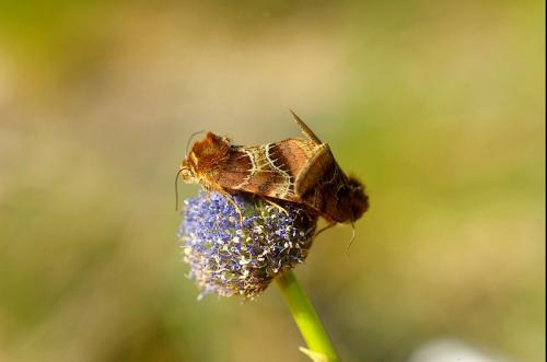 Periphanes cora