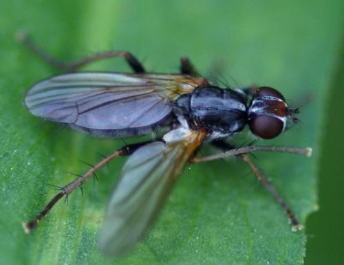 Cordilura sp.