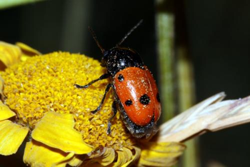 Cryptocephalus trimaculatus