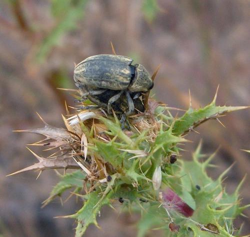Réf. 23 476 : Larinus ursus