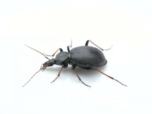 Réf. 23 501 : Cychrus attenuatus