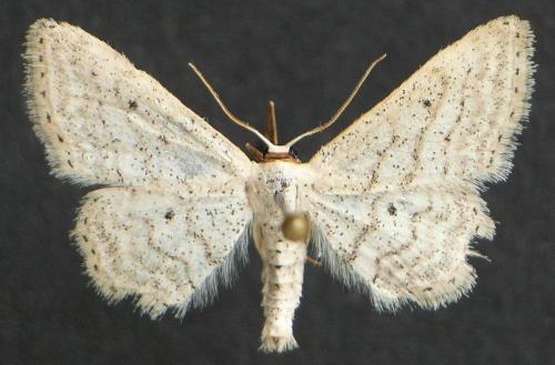 Idaea elongaria