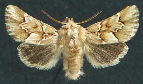 Oxicesta sp.