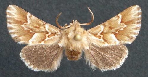 Oxicesta sp.