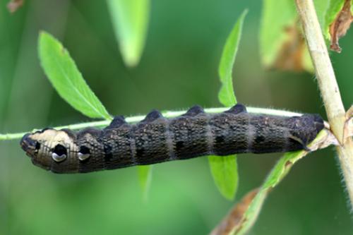 Deilephila elpenor