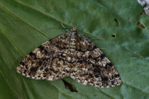 Réf. 23 680 : Deileptenia ribeata