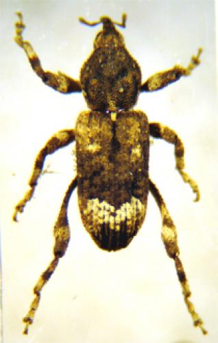 Réf. 23 445 : Camptorhinus statua