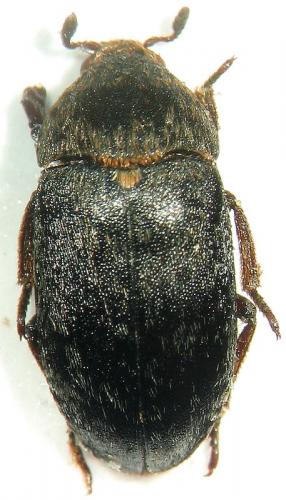 Dermestes erichsoni
