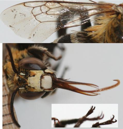 Réf. 23 423 : Amegilla quadrifasciata
