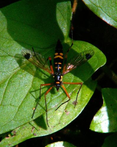 Ctenophora festiva
