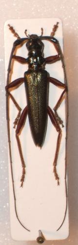 Distenia spinipennis