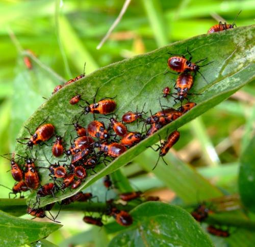 Tropidothorax leucopterus