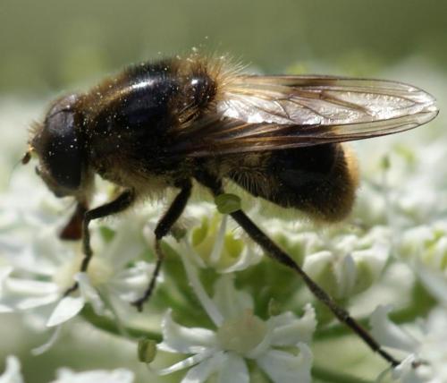 Réf. 23 050 : Cheilosia illustrata