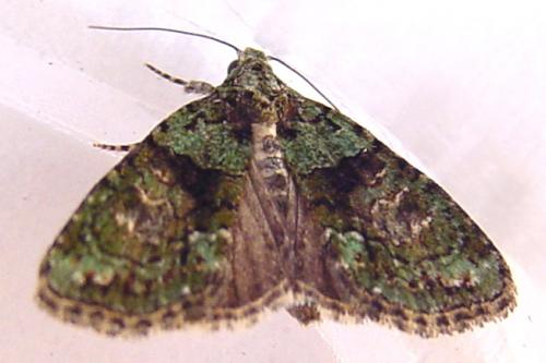 Réf. 23 531 : Cryphia algae