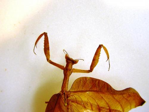 Réf. 23 091 : Acanthops fuscifolia